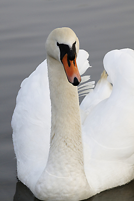 포토 JPG 해외이미지 동물 조류 사람없음 흰색 보호 큼 깃털 백조 멸종 무거움 해외포토 컬러 컨셉 무게 크기 파일형식 이미지허브