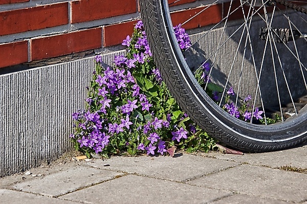 포토 JPG 해외이미지 꽃잎 꽃 잎 자연 사람없음 아웃포커스 봄 화창 해외포토 식물 계절 날씨 촬영기법 생태계 파일형식 이미지허브