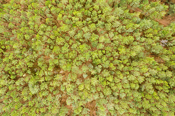 포토 JPG 해외이미지 나무 식물 계절 공원 아시아 여행 백그라운드 잎 패턴 자연 벽지 표면 추상 산 동양인 풍경 사람없음 야외 목재 초록색 빛 환경 덮개 나뭇가지 시골 신선 숲 열대우림 묘사 언덕 질감 내추럴 땅바닥 전국 조감도 해외포토 공공시설 나라 컬러 무늬 재료 바닥 인종 뚜껑 생태계 파일형식 이미지허브