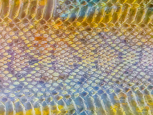 포토 JPG 해외이미지 동물 디자인 종이 야생동물 백그라운드 패턴 파충류 자연 건조 동물원 미술 사람없음 초록색 갈색 머리 유행 고통 흰색 죽음 직물 거친 뱀 가죽 사파리 피부 질감 눈금 육식동물 내추럴 그런지 울퉁불퉁 이국적 해외포토 감정 컬러 무늬 문화예술 신체부위 생태계 파일형식 이미지허브