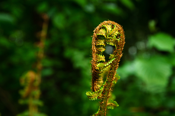 포토 JPG 해외이미지 식물 백그라운드 잎 패턴 자연 새로움 사람없음 야외 초록색 뷰티 환경 정원 어둠 봄 성장 신선 닫기 숲 열대우림 내추럴 고립 양치류 해외포토 계절 컬러 컨셉 무늬 모션 생태계 파일형식 이미지허브