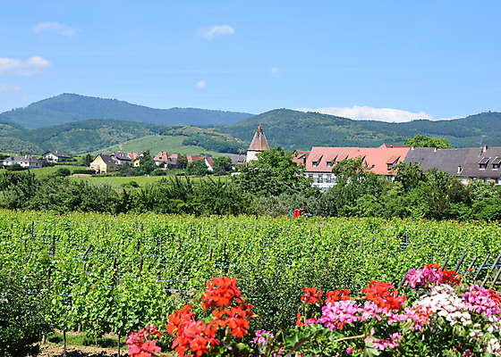 포토 JPG 해외이미지 꽃 유럽 산업 분홍색 여행 밭 농업 과일 자연 하늘 포도 사람없음 야외 빨간색 초록색 농장 마을 탑 와인 봄 프랑스 성장 시골 중세 언덕 포도밭 장면 포도나무 2015년 지역 타운 내추럴 프랑스어 숙성 양조장 제라늄 해외포토 식물 문자 건축물 계절 나라 컬러 주류 도시 역사 과일나무 연도 생태계 파일형식 이미지허브