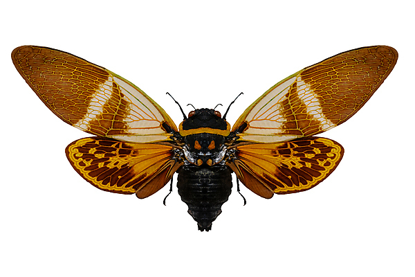 포토 JPG 해외이미지 동물 야생동물 과학 곤충 신체 날개 자연 생물 사람없음 장식 여름 벌레 수집 딱정벌레 생물학 내추럴 고립 몬스터 이국적 해외포토 계절 교육 생태계 파일형식 이미지허브