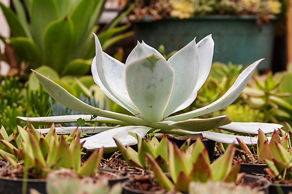 포토 JPG 해외이미지 식물 계절 꽃잎 꽃 백그라운드 잎 패턴 자연 선인장 주택 사람없음 장식 여름 뷰티 환경 정원 보라색 미니어처 사막 껍질 가을 신선 뜨거움 원형 우아함 수집 원예 질감 리빙 내추럴 생태학 심기 영원 정물화 세련 해외포토 도형 교육 컬러 컨셉 무늬 모션 취미 건물 모형 그림 생태계 파일형식 이미지허브