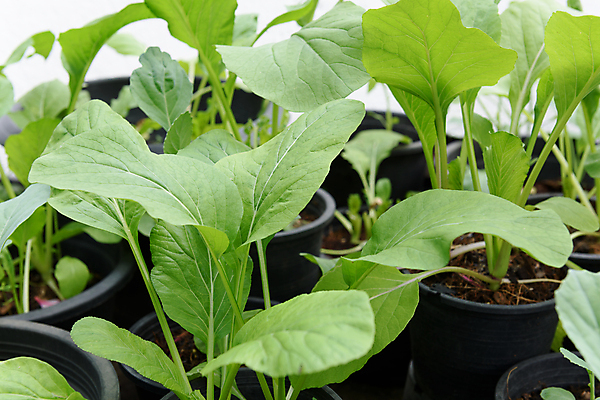 포토 JPG 해외이미지 식물 잡화 꽃 지구 음식 백그라운드 잎 농업 채소 자연 아침 주택 건강 사람없음 야외 초록색 여름 빛 농장 세일 새싹 환경 정원 검은색 중국 흙 봄 수확 성장 신선 냄비 유기농 원예 날것 성분 내추럴 채소밭 떠남 모종 숙성 해외포토 주간 웰빙 계절 산업 아시아 컬러 밭 모션 취미 건물 솥 생태계 파일형식 이미지허브