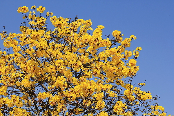 포토 JPG 해외이미지 나무 식물 계절 공원 꽃잎 꽃 백그라운드 잎 자연 하늘 사람없음 장식 초록색 여름 파란색 빛 컬러풀 태양 뷰티 노란색 우주 정원 봄 벚꽃 흰색 나뭇가지 신선 개화 황금 은색 질감 트럼펫 정맥 내추럴 광 떠남 해외포토 자연요소 공공시설 컬러 모션 금관악기 생태계 혈관 파일형식 이미지허브