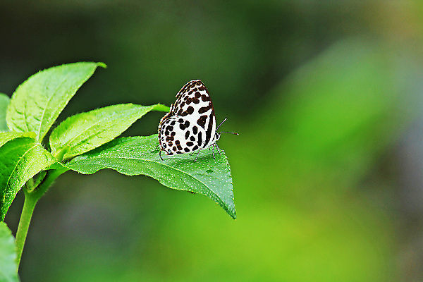 포토 JPG 해외이미지 식물 여자 야생동물 나비 곤충 백그라운드 잎 자연 흑백 사람없음 옆모습 초록색 컬러풀 정원 검은색 줄무늬 흰색 점 오픈 우아함 닫기 정상 소프트포커스 작음 인도인 대륙 번짐 위치 내추럴 안다만 해외포토 외국인 동물 바다 뷰포인트 컬러 컨셉 무늬 모션 촬영기법 사람 동양인 크기 생태계 파일형식 효과 이미지허브