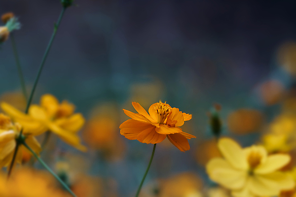 포토 JPG 해외이미지 식물 계절 꽃잎 꽃 백그라운드 꽃무늬 밭 자연 하늘 풍경 사람없음 야외 장식 초록색 여름 파란색 컬러풀 햇빛 뷰티 노란색 환경 정원 맑음 봄 수확 벚꽃 가을 시골 신선 개화 소프트포커스 필름 묘사 코스모스 꽃가루 내추럴 파스텔톤 해외포토 컬러 무늬 농업 날씨 촬영기법 태양 가루 생태계 파일형식 이미지허브