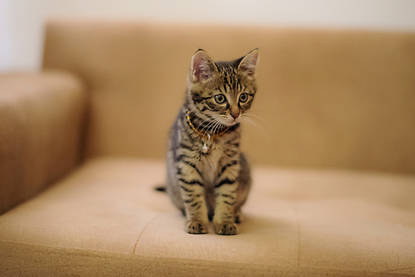 포토 JPG 해외이미지 동물 응시 얼굴 어린이 오렌지 털 사랑 사람없음 친구 반려동물 뷰티 귀여움 초콜릿 검은색 고양이 우정 분노 아기 신생아 오픈 입 솜털 대치 유래 총구 몽환 해외포토 시선 감정 컬러 컨셉 과일 포유류 관계 디저트 사람 신체부위 파일형식 이미지허브