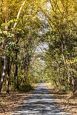 포토 JPG 해외이미지 나무 계절 공원 도로 여행 잎 자연 사람없음 야외 초록색 파란색 햇빛 노란색 정원 시골 숲 내추럴 방법 해외포토 식물 공공시설 길 컬러 교통시설 태양 생태계 파일형식 이미지허브