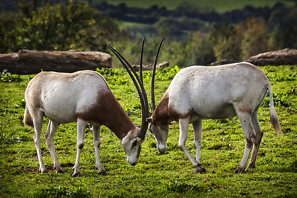 포토 JPG 해외이미지 동물 야생동물 여행 백그라운드 2 신체 포유류 아프리카 자연 염소 털 뿔 동물원 서기 사람없음 야외 갈색 머리 힘 닫기 보호 숲 충돌 사파리 싸움 영양 멸종 지휘 말다툼 가젤 경보 고립 초식 해외포토 나라 컬러 컨셉 모션 신체부위 생태계 파일형식 이미지허브