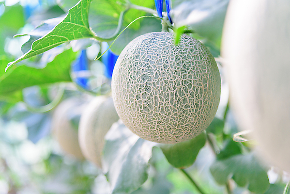 포토 JPG 해외이미지 나무 식물 줄 음식 잎 밭 농업 채소 과일 태국 자연 수박 실내 건강 사람없음 야외 초록색 여름 농장 농경지 환경 정원 일본 수확 성장 신선 그물 달콤 멜론 유기농 원예 날것 내추럴 밭일 숙성 온실 줄서기 해외포토 웰빙 계절 산업 아시아 컬러 모션 취미 내부 맛 생태계 파일형식 이미지허브