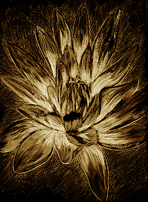 포토 JPG 해외이미지 식물 디자인 꽃 백그라운드 잎 꽃무늬 일러스트 자연 벽지 추상 잉크 흑백 미술 사람없음 목재 그래픽 장식 물 빛 컬러풀 갈색 어둠 추위 수확 벚꽃 흰색 직물 신선 신용카드 개화 스케치 그림 질감 복고 부드러움 공상 그런지 세피아 해외일러스트 자연요소 나무 컬러 무늬 농업 재료 문화예술 촬영기법 금융 감각 생태계 파일형식 이미지허브