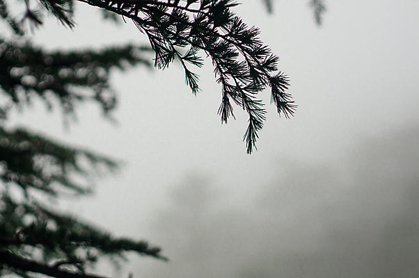 포토 JPG 해외이미지 나무 실루엣 아시아 여행 낙엽 잎 크리스마스 휴가 휴식 산 사람없음 초록색 여행객 평화 안개 사찰 가시 전나무 내추럴 히말라야 해외포토 식물 기념일 나라 컬러 컨셉 종교건축 날씨 촬영기법 사람 파일형식 산맥 이미지허브