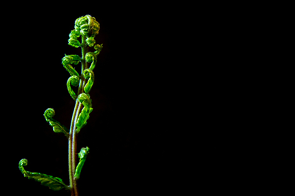 포토 JPG 해외이미지 모양 식물 백그라운드 잎 자연 사람없음 장식 초록색 빛 환경 검은색 어둠 성장 나뭇가지 신선 숲 생물학 강렬 고립 양치류 해외포토 나무 교육 컬러 생태계 파일형식 이미지허브