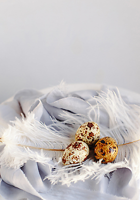 포토 JPG 해외이미지 전통 디자인 계절 열매 꽃 행복 리본 백그라운드 봄꽃 자연 휴가 사람없음 장식 초록색 노란색 봄 회색 벚꽃 흰색 나뭇가지 시골 축하 신용카드 생일 4월 실크 깃털 질감 복고 부활절계란 내추럴 해외포토 나무 식물 기념일 감정 컬러 컨셉 부활절 금융 계란 직물 날짜 생태계 파일형식 이미지허브