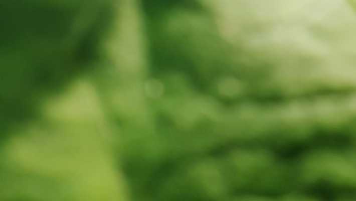 포토 JPG 해외이미지 나무 식물 템플릿 배너 계절 지구 백그라운드 잎 자연 벽지 추상 휴식 경사 사람없음 그래픽 초록색 빛 햇빛 태양 환경 정원 봄 에너지 흰색 신선 매끈함 소프트포커스 질감 보케 부드러움 개발 바이오 블러 생태학 그리너리 효과 해외포토 자연요소 교육 컬러 컨셉 무늬 촬영기법 감각 생태계 파일형식 트랜드컬러 이미지허브