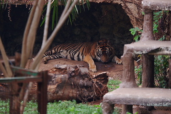 포토 JPG 해외이미지 동물 시선 아시아 얼굴 야생동물 패턴 포유류 자연 수염 털 동물원 종류 사람없음 머리 검은색 고양이 힘 줄무늬 분노 호랑이 숲 위험 큼 육식동물 사냥꾼 멸종 서식지 표범 공격적 시베리아 해외포토 직업 감정 나라 컬러 컨셉 무늬 신체부위 반려동물 크기 생태계 파일형식 이미지허브