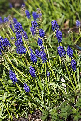 포토 JPG 해외이미지 식물 계절 공원 꽃잎 꽃 백그라운드 겨울 꽃무늬 전구 자연 사람없음 야외 세로 여름 파란색 뷰티 정원 보라색 봄 성장 신선 개화 닫기 원예 향기 화단 삼림지대 영원 세련 해외포토 공공시설 컬러 무늬 모션 취미 숲 생태계 냄새 파일형식 이미지허브