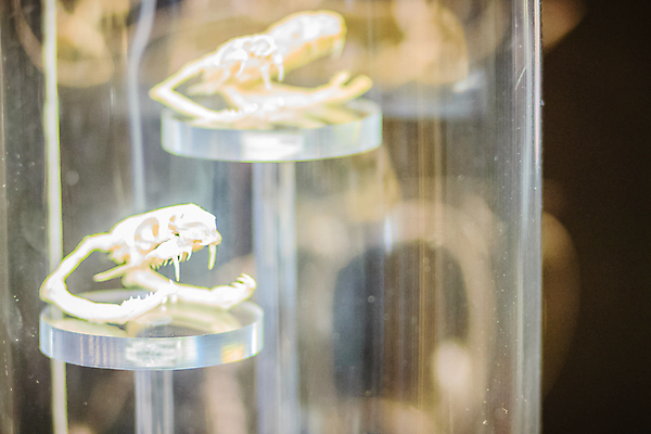 포토 JPG 해외이미지 교육 야생동물 과학 해부 뼈 골격 사람없음 스터디 머리 견본 흰색 죽음 독약 뱀 치아 위험 척추 묘사 박물관 생물학 턱 바비큐립 송곳니 이국적 해골모형 해외포토 동물 컬러 컨셉 의학 파충류 신체부위 학습 모형 소화기관 바비큐 파일형식 이미지허브