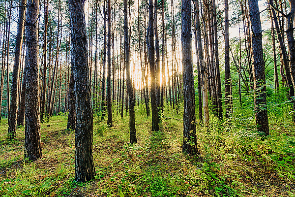 포토 JPG 해외이미지 나무 식물 공원 실루엣 자연 아침 그림자 사람없음 야외 초록색 빛 햇빛 태양 뷰티 일출 어둠 일몰 새벽 나뭇가지 소나무 저녁 숲 신비 상록수 뿌연 삼림지대 웅장함 해외포토 주간 자연요소 공공시설 컬러 컨셉 촬영기법 노을 야간 생태계 파일형식 이미지허브