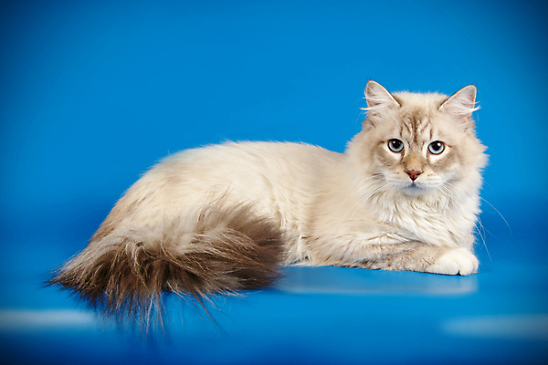 포토 JPG 해외이미지 한마리 사람없음 파란색 반려동물 고양이 네바마스커레이드 해외포토 동물 1 컬러 포유류 파일형식 이미지허브