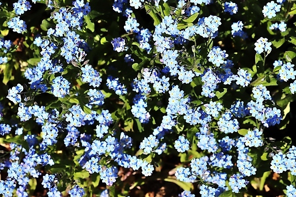 포토 JPG 해외이미지 나무 식물 계절 공원 꽃잎 꽃 분홍색 꽃다발 잎 꽃무늬 밭 오렌지 자연 해바라기 풍경 사람없음 빨간색 여름 컬러풀 햇빛 노란색 정원 보라색 봄 튤립 벚꽃 신선 개화 클로버 민들레 질감 데이지 아이비 라벤더 내추럴 히아신스 해외포토 공공시설 컬러 무늬 농업 과일 태양 허브 생태계 파일형식 이미지허브