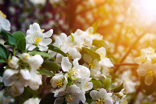 포토 JPG 해외이미지 나무 식물 계절 꽃잎 꽃 백그라운드 잎 꽃무늬 자연 하늘 사람없음 야외 초록색 파란색 뷰티 정원 맑음 봄 성장 벚꽃 흰색 나뭇가지 신선 개화 체리 닫기 4월 5월 자두 내추럴 해외포토 컬러 무늬 과일 모션 날씨 날짜 생태계 파일형식 이미지허브