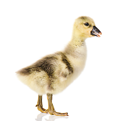 포토 JPG 해외이미지 동물 1 야생동물 어린이 백그라운드 자연 조류 사람없음 반려동물 농장 머리 귀여움 가축 봄 산책 회색 흰색 시골 아기 신생아 작음 자르기 호기심 싱글 부리 거위 솜털 바둑 물새 물갈퀴 고립 동물상 밭일 해외포토 계절 감정 컬러 컨셉 농업 모션 놀이 휴식 사람 신체부위 조형물 크기 생태계 파일형식 이미지허브