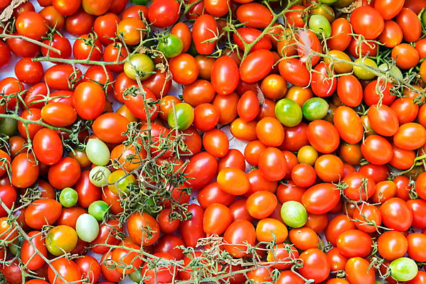 포토 JPG 해외이미지 식물 라이프스타일 음식 줄기 백그라운드 농업 다이어트 토마토 채소 과일 재료 자연 건강 사람없음 빨간색 초록색 농작물 정원 활발 샐러드 수확 신선 원형 체리 시장 달콤 맛 먹기 피부 유기농 날것 포도나무 숙성 채식주의자 많음 비건 해외포토 도형 웰빙 산업 컬러 컨셉 모션 생활 신체부위 과일나무 생태계 채식 파일형식 이미지허브