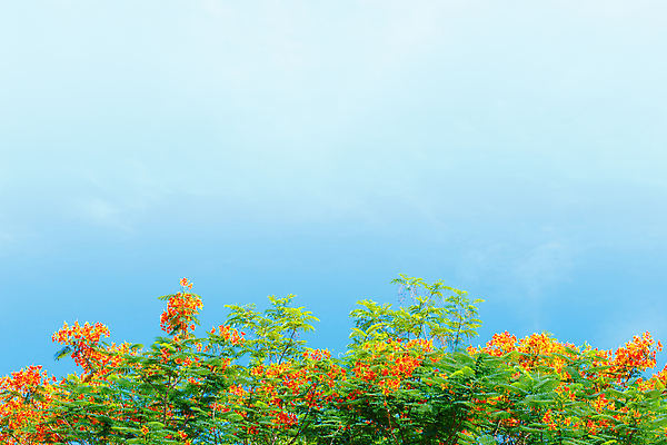 포토 JPG 해외이미지 나무 디자인 계절 백그라운드 잎 오렌지 자연 벽지 하늘 추상 사람없음 빨간색 파란색 뷰티 우주 흰색 나뭇가지 숲 장면 해외포토 식물 컬러 무늬 과일 생태계 파일형식 이미지허브