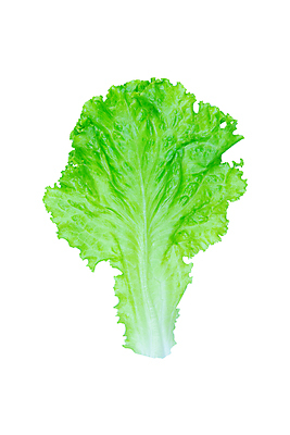 포토 JPG 해외이미지 식물 라이프스타일 잡화 음식 백그라운드 잎 농업 다이어트 채소 재료 자연 건강 사람없음 초록색 여름 머리 정원 식사 활발 샐러드 젖음 흰색 신선 정상 상추 먹기 오브젝트 싱글 유기농 날것 빙산 내추럴 고립 채식주의자 로메인상추 해외포토 웰빙 계절 산업 컬러 컨셉 모션 생활 신체부위 생태계 채식 파일형식 이미지허브