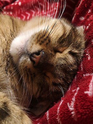 포토 JPG 해외이미지 동물 1 얼굴 휴식 수염 주택 털 따뜻함 피곤 사람없음 반려동물 소파 귀여움 고양이 침대 잠 달콤 담요 모피 낮잠 부드러움 얼룩무늬 솜털 거짓말 취침시간 안락 해외포토 가구 컨셉 무늬 의자 포유류 건물 신체부위 감각 맛 파일형식 이미지허브