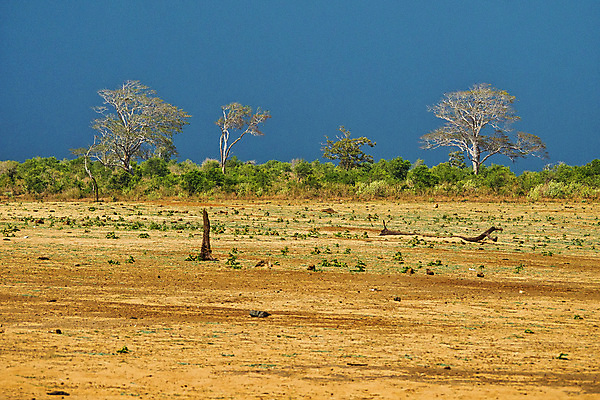 포토 JPG 해외이미지 나무 식물 아시아 야생동물 자연 휴식 건강 국립공원 사람없음 목재 초록색 환경 다양 신선 보호 숲 생태계 생물학 서식지 내추럴 무료 보호구역 삼림지대 생태학 스리랑카 해외포토 동물 공원 교육 나라 컬러 다수 컨셉 재료 구역 파일형식 이미지허브
