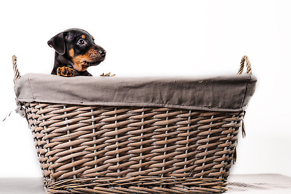 포토 JPG 해외이미지 스튜디오촬영 동물 한마리 1 라이프스타일 응시 행복 얼굴 새끼 백그라운드 친절 털 실내 사랑 앉기 사람없음 반려동물 갈색 평화 귀여움 검은색 침묵 우정 흰색 표현 닫기 개 달콤 강아지 작음 테리어 송곳니 경보 고립 돌봄 유래 해외포토 시선 감정 컬러 컨셉 포유류 모션 내부 생활 신체부위 친구 소리 맛 치아 크기 파일형식 이미지허브