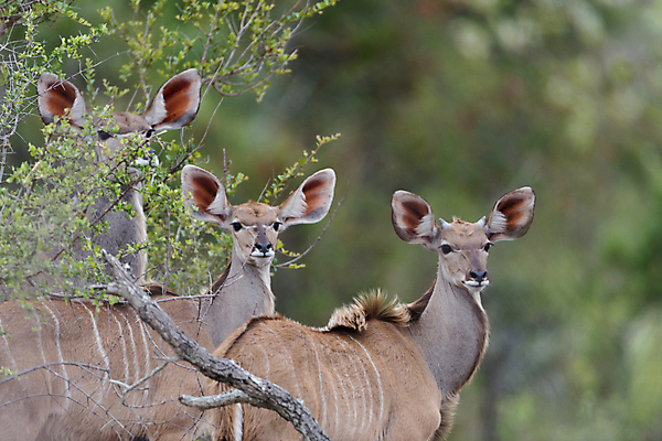 포토 JPG 해외이미지 동물 응시 공원 남자 얼굴 야생동물 밭 아프리카 자연 털 뿔 나선형 서기 성인 사람없음 파란색 맑음 게임 사파리 황소 영양 갈기 남쪽 경보 블러 전국 해외포토 시선 공공시설 나라 컬러 무늬 농업 모션 놀이 날씨 사람 신체부위 소 방향 생태계 파일형식 이미지허브
