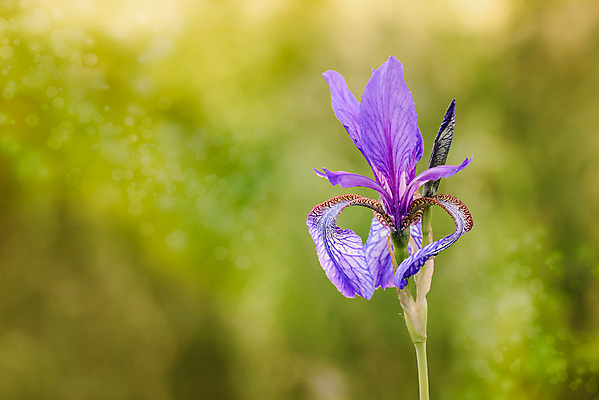 포토 JPG 해외이미지 식물 꽃잎 꽃 자연 아침 사람없음 초록색 파란색 맑음 보라색 봄 활발 벚꽃 깃발 개화 남색 제비꽃 보케 붓꽃 내추럴 시베리아 영원 우크라이나 해외포토 주간 계절 유럽 컬러 컨셉 날씨 생태계 파일형식 이미지허브