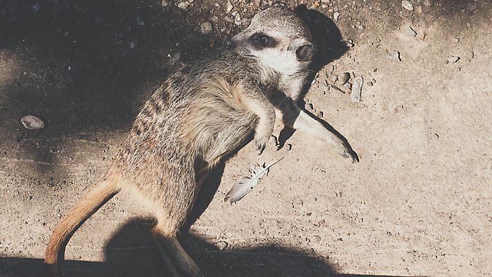 포토 JPG 해외이미지 동물 1 응시 공원 얼굴 야생동물 백그라운드 포유류 가족 아프리카 자연 생물 털 동물원 서기 경비 사람없음 옆모습 갈색 사막 흰색 황무지 보호 작음 사파리 주둥이 남쪽 경보 고립 남아프리카 미어캣 생태학 주목 해외포토 시선 공공시설 교육 나라 뷰포인트 컬러 컨셉 관계 모션 안전 신체부위 크기 방향 생태계 파일형식 이미지허브