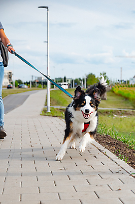 포토 JPG 해외이미지 동물 라이프스타일 여자 행복 백그라운드 포유류 자연 놀이 거리 털 함께함 사랑 사람 성인 사람없음 야외 여름 반려동물 걷기 검은색 우정 흰색 입 양치기 개 호주 주인 송곳니 기르기 동반자 삼색 유래 해외포토 직업 계절 감정 컬러 컨셉 모션 생활 신체부위 친구 오세아니아 치아 생태계 돌봄 파일형식 이미지허브