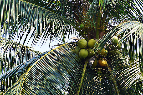 포토 JPG 해외이미지 음식 백그라운드 컨셉 재료 텍스트 유리 아이디어 건강 사람없음 목재 뷰티 약 갈색 우주 숟가락 견과류 껍질 흰색 신선 항아리 맛 상쾌 유기농 아로마 슛 코코넛 섬유 내추럴 보충 단백질 돌봄 이국적 채식주의자 비건 해외포토 나무 웰빙 감정 컬러 과일 의학 모션 재질 수저 직물 도자기 채식 영양소 파일형식 이미지허브