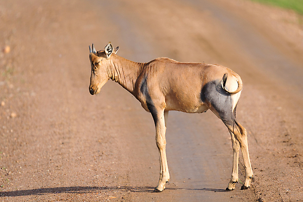 포토 JPG 해외이미지 동물 공원 여자 야생동물 여행 밭 포유류 아프리카 자연 초식동물 뿔 서기 풍경 사람없음 야외 초록색 갈색 머리 환경 코트 황무지 방목 사파리 꼬리 영양 케냐 마사이족 사바나 세렝게티 전국 탄자니아 해외포토 공공시설 나라 컬러 농업 모션 사람 신체부위 외투 축산업 생태계 파일형식 이미지허브