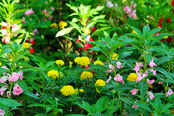 포토 JPG 해외이미지 식물 계절 공원 꽃잎 꽃 분홍색 백그라운드 잎 꽃무늬 농업 자연 날씨 사람없음 야외 장식 빨간색 초록색 여름 컬러풀 뷰티 노란색 정원 보라색 봄 활발 성장 벚꽃 흰색 시골 침대 개화 제비꽃 데이지 화단 장면 내추럴 해외포토 공공시설 산업 컬러 가구 컨셉 무늬 생태계 파일형식 이미지허브