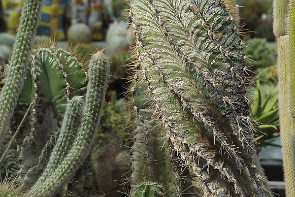 포토 JPG 해외이미지 식물 꽃 지구 선인장 종류 사람없음 다양 가시 심볼 소재 찌르기 해외포토 다수 모션 파일형식 이미지허브