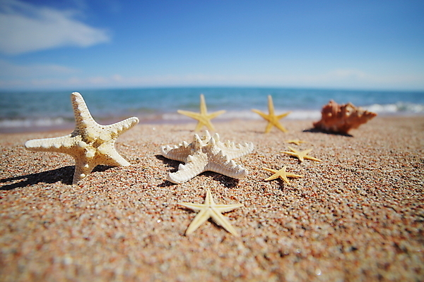포토 JPG 해외이미지 별 모래 파도 컨셉 자연 하늘 호텔 휴가 조개 휴식 불가사리 사람없음 장식 가로 파란색 항구 수영 스파 껍질 갑판 질감 모음 이국적 화창 카피스페이스 해외포토 자연요소 바다 컬러 배_교통 교통시설 숙소 날씨 어패류 극피동물 한글 공백 수상스포츠 생태계 파일형식 이미지허브