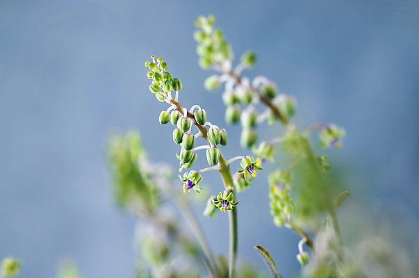포토 JPG 해외이미지 스튜디오촬영 식물 계절 꽃 줄기 백그라운드 꽃무늬 자연 사람없음 초록색 컬러풀 노란색 보라색 성장 벚꽃 신선 개화 상록수 정물화 해외포토 컬러 무늬 실내 그림 생태계 파일형식 이미지허브