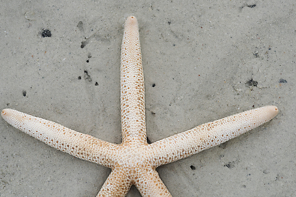 포토 JPG 해외이미지 동물 계절 별 모래 바다 섬 여행 백그라운드 패턴 자연 추상 휴가 불가사리 따뜻함 어류 서기 해변 사람없음 야외 여름 모래사장 뷰티 우주 맑음 껍질 흰색 황금 묘사 질감 내추럴 파라다이스 해외포토 자연요소 컬러 무늬 모션 날씨 극피동물 수중동물 생태계 파일형식 이미지허브