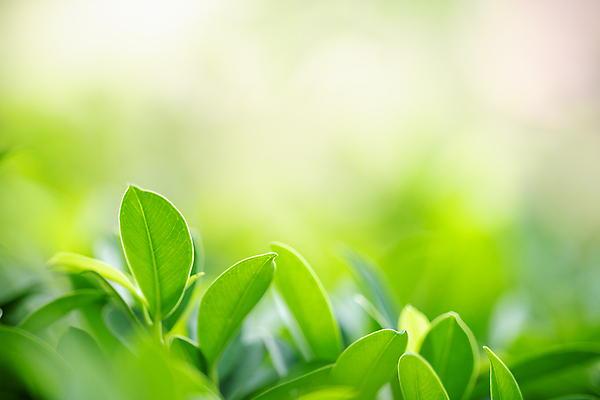 포토 JPG 해외이미지 나무 식물 계절 백그라운드 컨셉 잎 패턴 자연 벽지 추상 잔디 사람없음 초록색 빛 컬러풀 햇빛 태양 뷰티 우주 환경 정원 맑음 봄 성장 신선 숲 질감 보케 부드러움 내추럴 블러 생태학 지구의날 카피스페이스 그리너리 효과 해외포토 자연요소 교육 기념일 컬러 무늬 날씨 공백 감각 생태계 파일형식 트랜드컬러 이미지허브