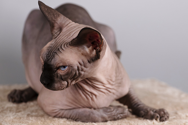 포토 JPG 해외이미지 한마리 엎드리기 회색배경 실내 사람없음 반려동물 귀여움 고양이 스핑크스고양이 반려묘 해외포토 동물 1 백그라운드 컨셉 포유류 모션 내부 회색 파일형식 이미지허브