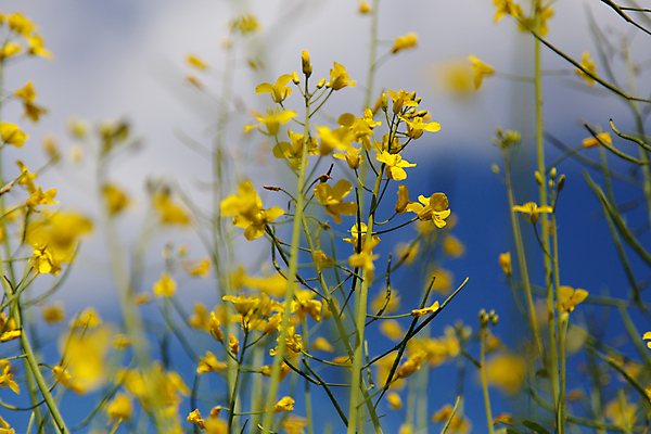 포토 JPG 해외이미지 식물 꽃 밭 농업 자연 사람없음 파란색 농작물 컬러풀 농장 농경지 노란색 맑음 재활용 벚꽃 시골 스위스 유채 밭일 카놀라 해외포토 유럽 산업 컬러 날씨 친환경 생태계 파일형식 이미지허브