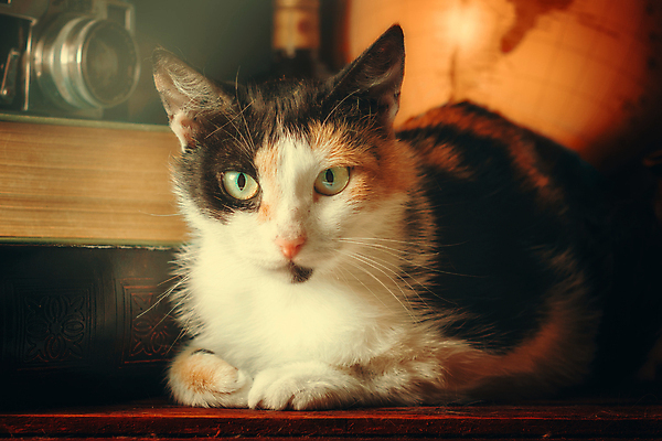 포토 JPG 해외이미지 동물 얼굴 여행 지도 오렌지 검은배경 털 따뜻함 사람없음 책 빛 반려동물 햇빛 지구본 카메라 고양이 어둠 골동품 폐기물 기념품 솜털 삼색 옛날 추모 해외포토 백그라운드 과일 포유류 신체부위 전자제품 태양 검은색 쓰레기 오브젝트 파일형식 이미지허브